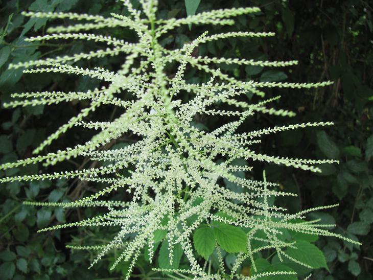 Aruncus dioicus / Barba di capra